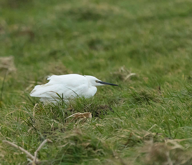 Kleinezilverreiger120115.jpg