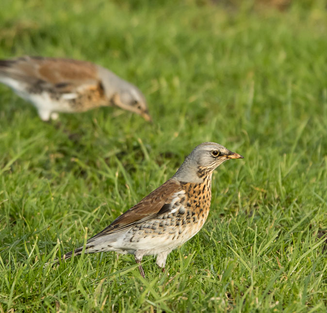 Kramsvogel040115C.jpg