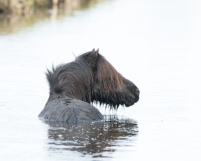 Shetlandpony270115.jpg