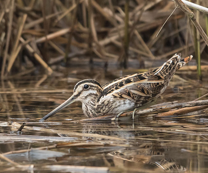 Watersnip050115B.jpg