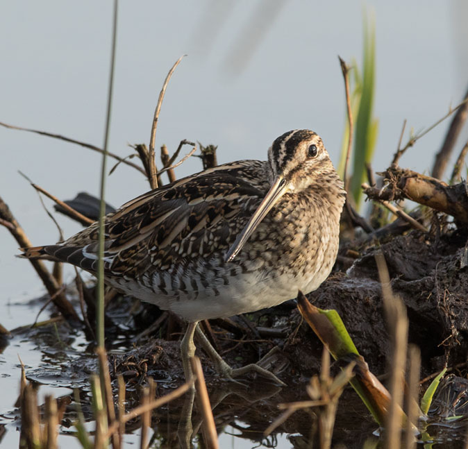 Watersnip060115A.jpg