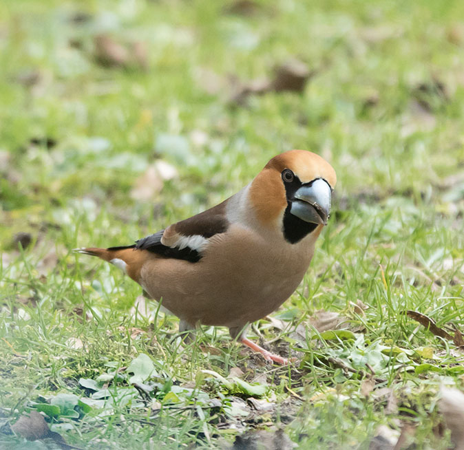 Appelvink110215A.jpg