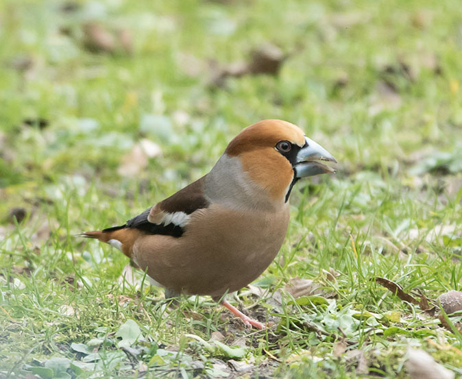 Appelvink110215B.jpg