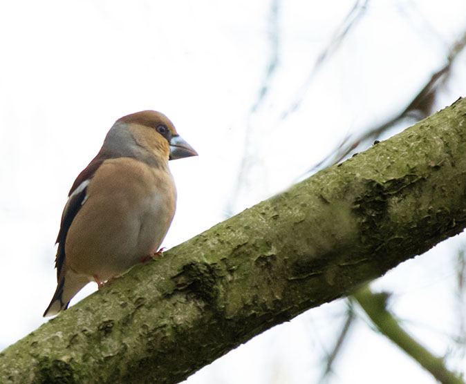 Appelvink270215.jpg