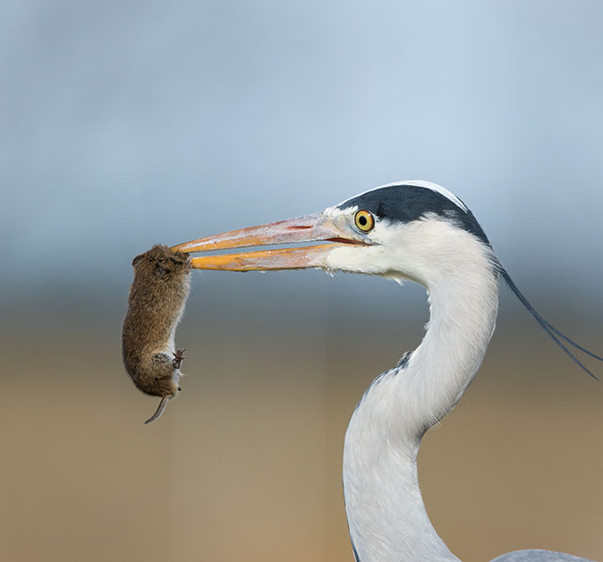 Blauwereiger170215A.jpg