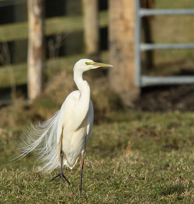 Grotezillverreiger270215.jpg