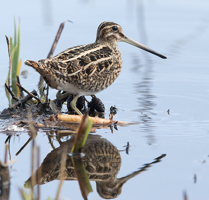 Watersnip010215D.jpg