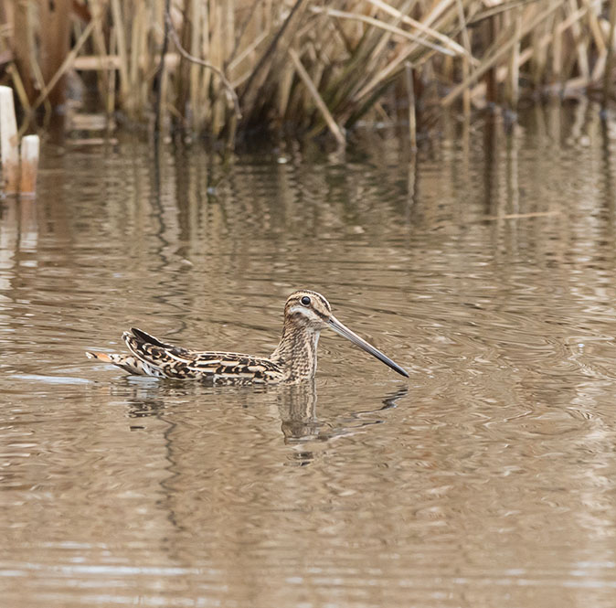 Watersnip090215.jpg