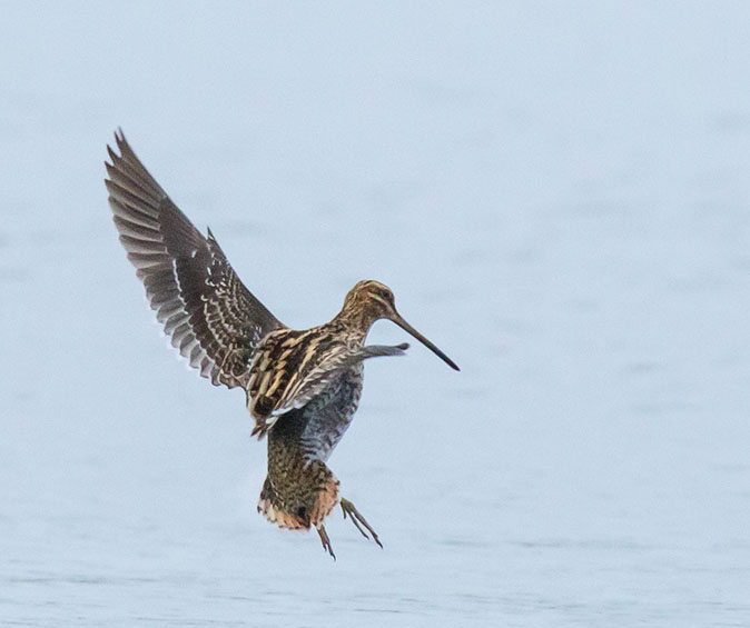 Watersnip090215C.jpg