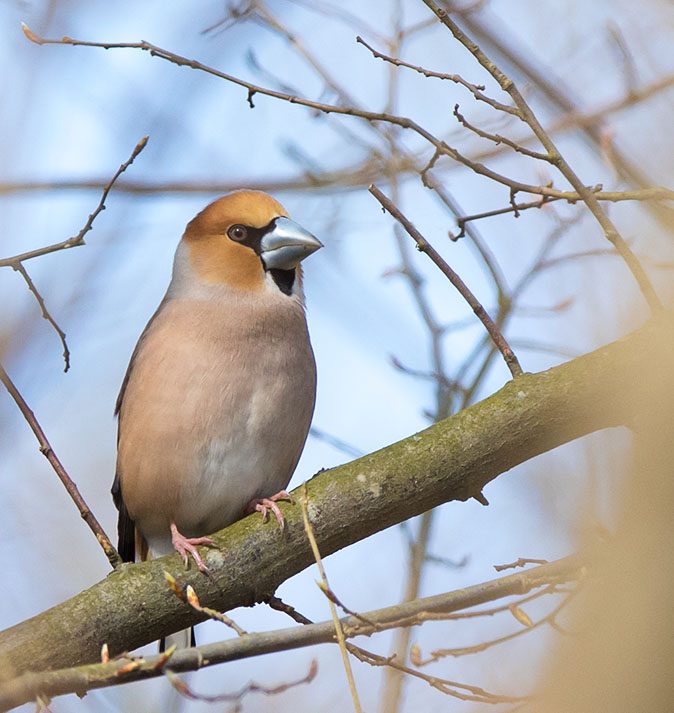 Appelvink100315C.jpg