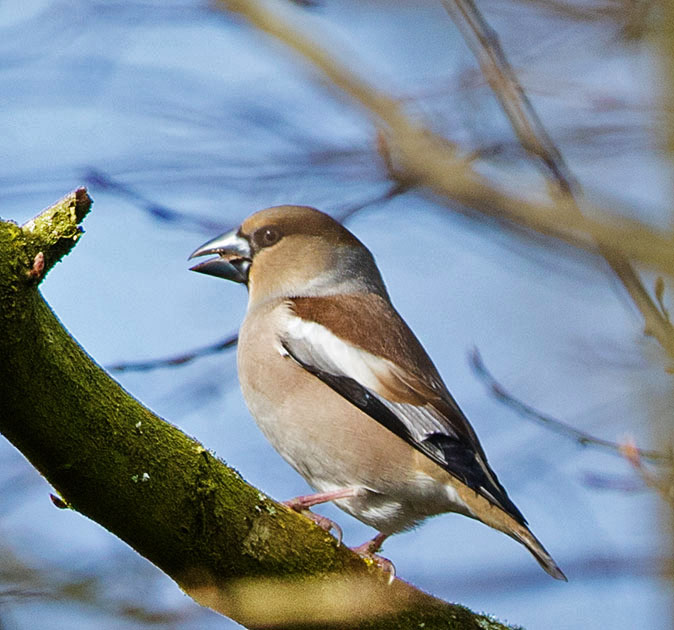 Appelvink100315F.jpg