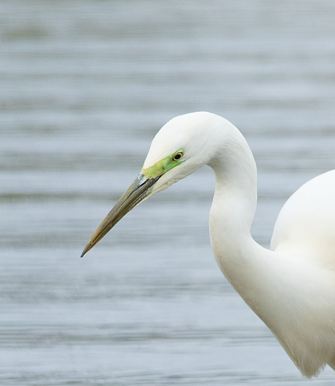 Grotezilverreiger060315.jpg