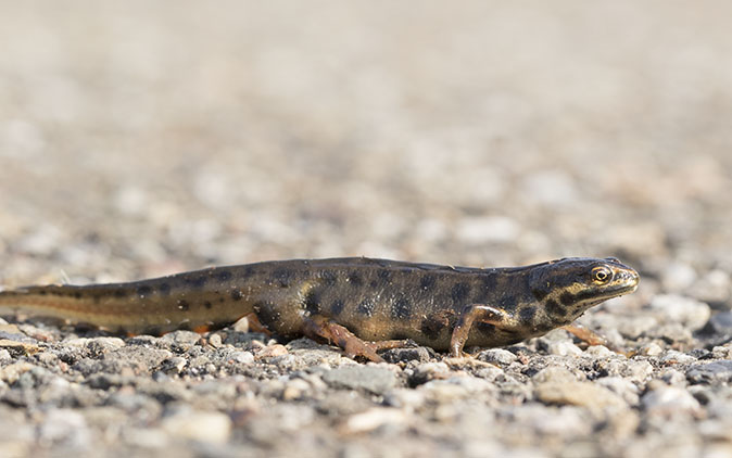 Kleinewatersalamander180315A.jpg