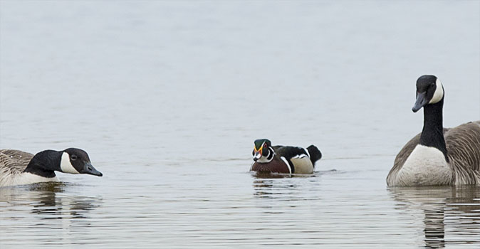 Carolinaeend_Canadagans030415.jpg