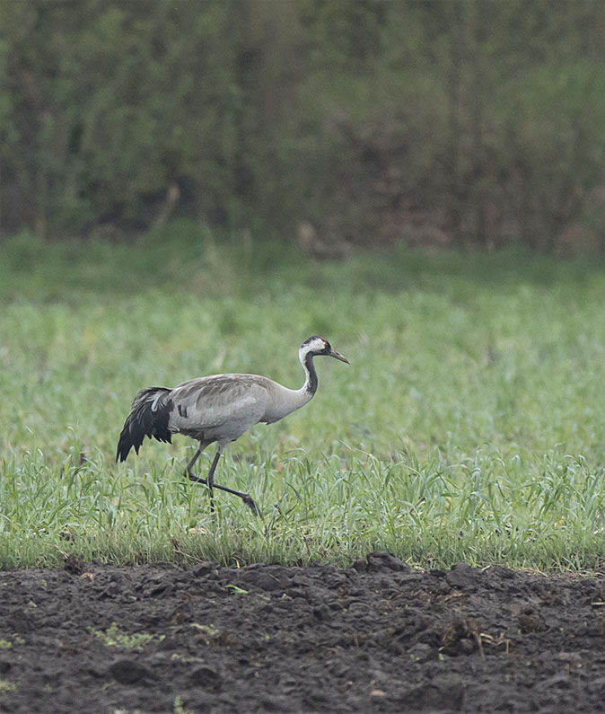 Kraanvogel260415A.jpg