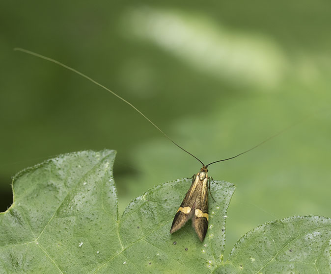 Geelbandlangsprietmot280515.jpg