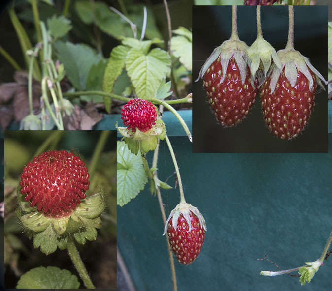 Aardbeien030715.jpg