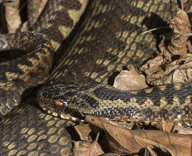 Adders310715A.jpg