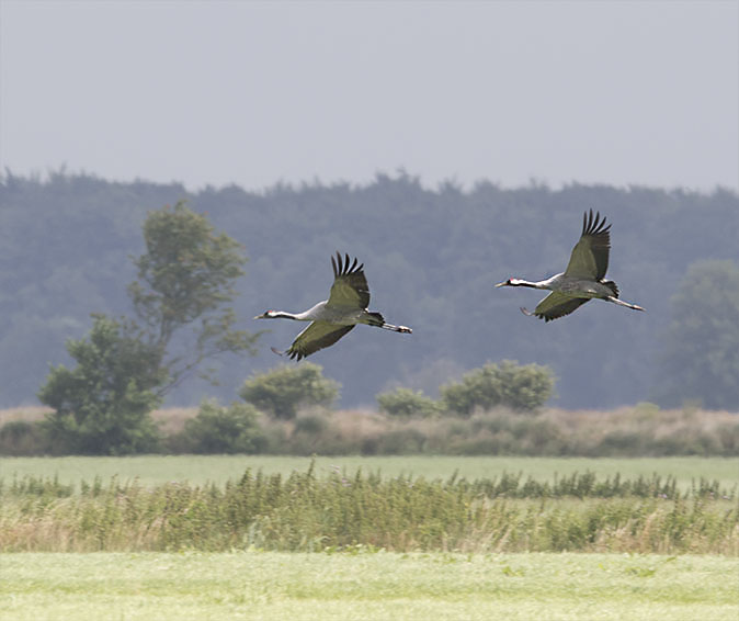 Kraanvogels280715.jpg