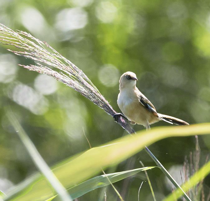 Baardmannetje070815.jpg