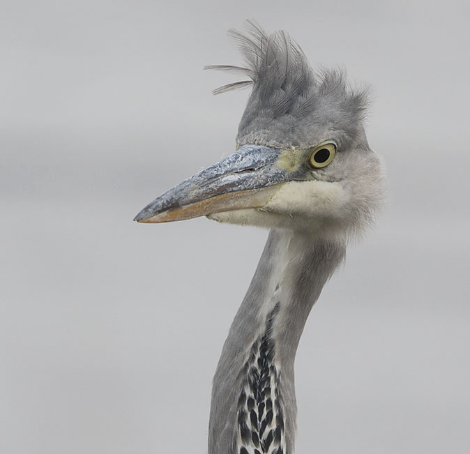 Blauwereiger310815.jpg