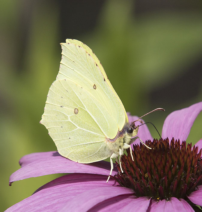 Citroenvlinder010815.jpg