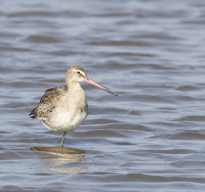 Grutto130815.jpg