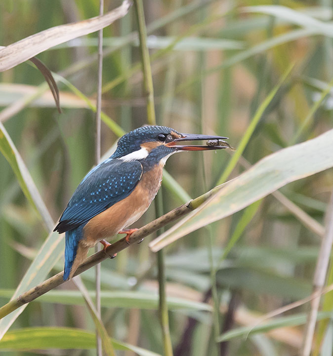 IJsvogel240815.jpg