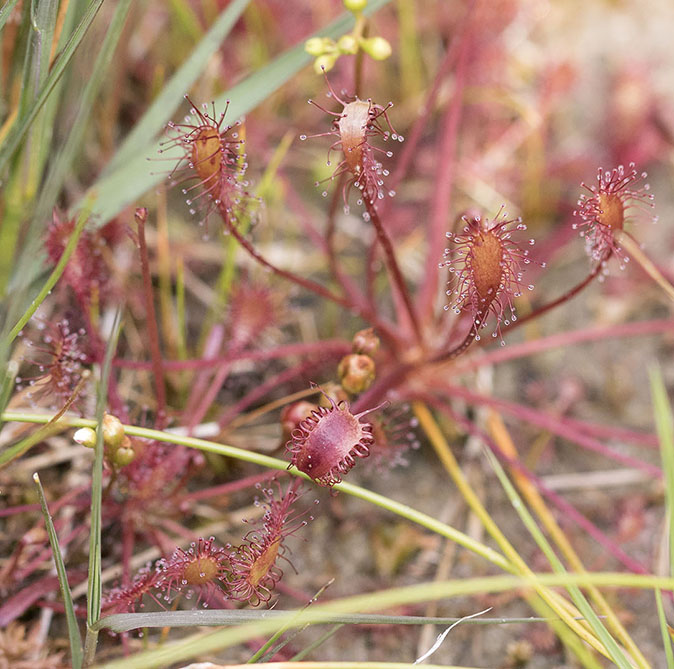 Kleinezonnedauw010815.jpg