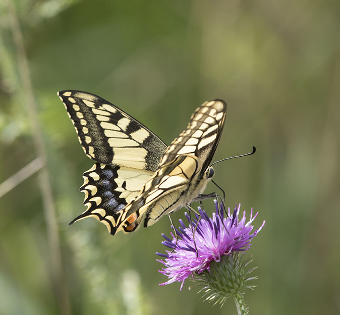 Koninginnenpage280815A.jpg