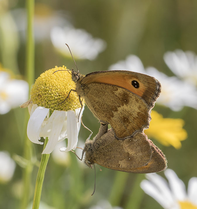 Oranjezandoogjes020815.jpg