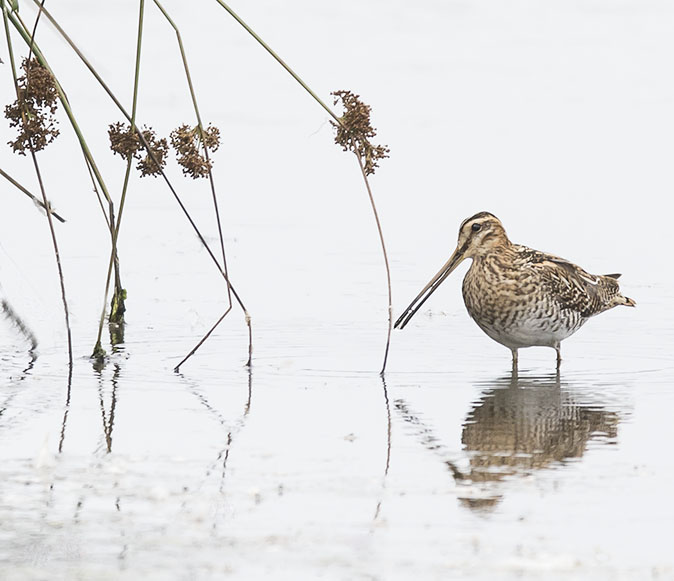 Watersnip120815.jpg