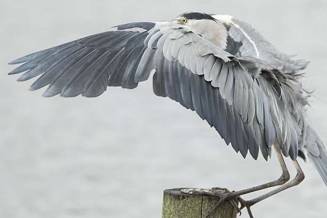 Blauwereiger010915.jpg