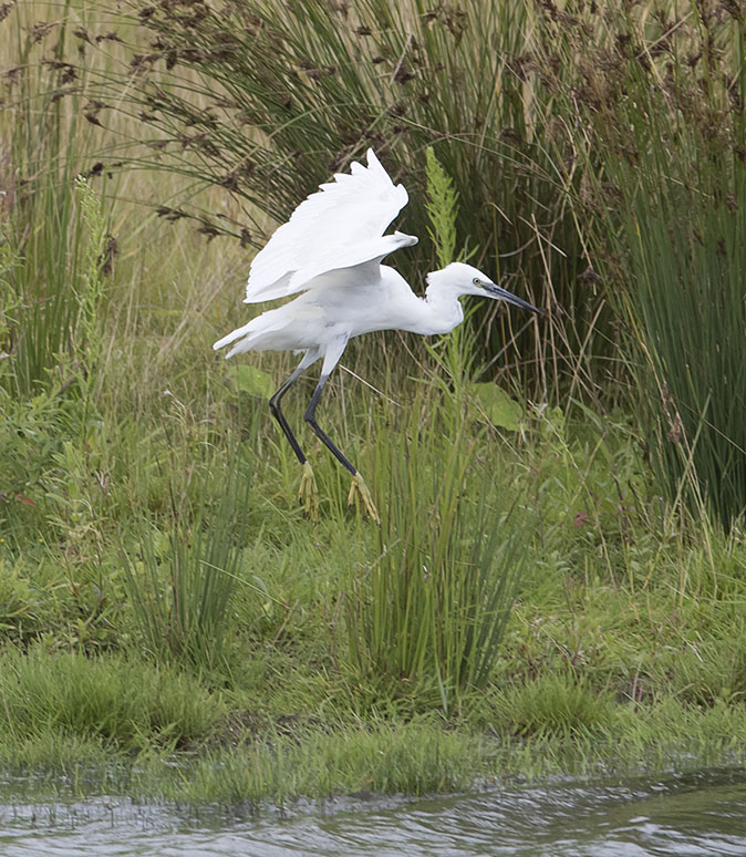 Kleinezilverreiger010915.jpg