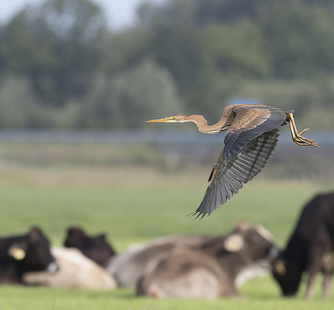 Purperreiger130915H.jpg