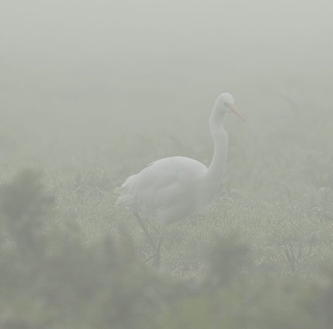 Grotezilverreiger181015.jpg