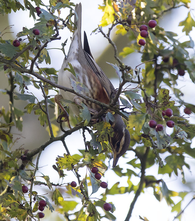 Koperwiek271015.jpg