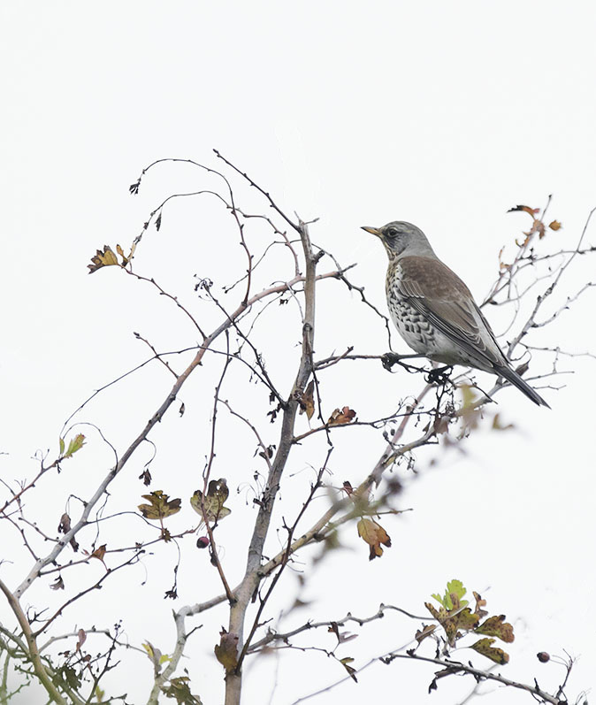 Kramsvogel191015.jpg