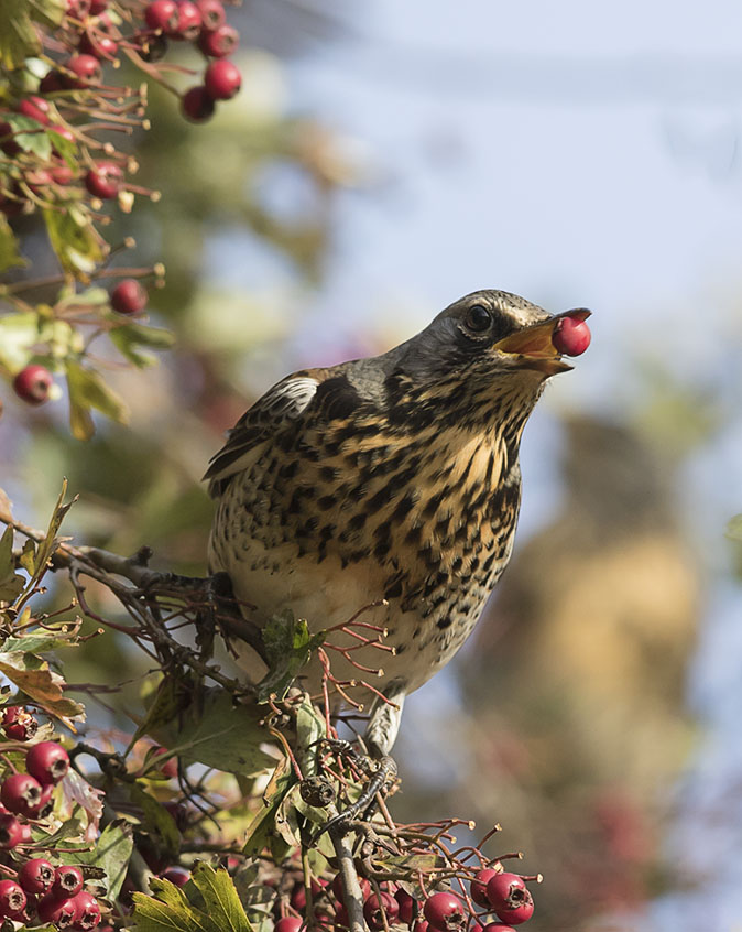 Kramsvogel291015B.jpg