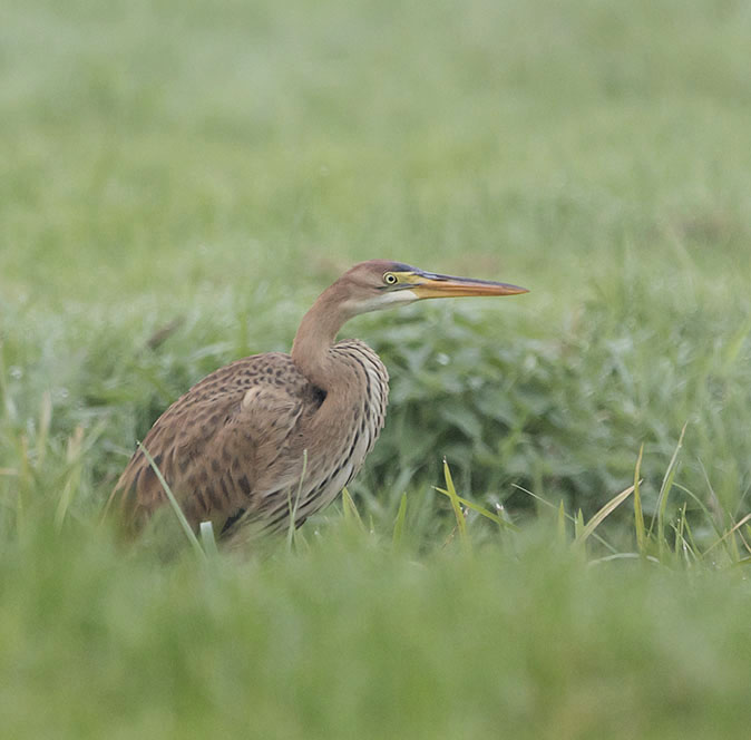 Purperreiger091015.jpg