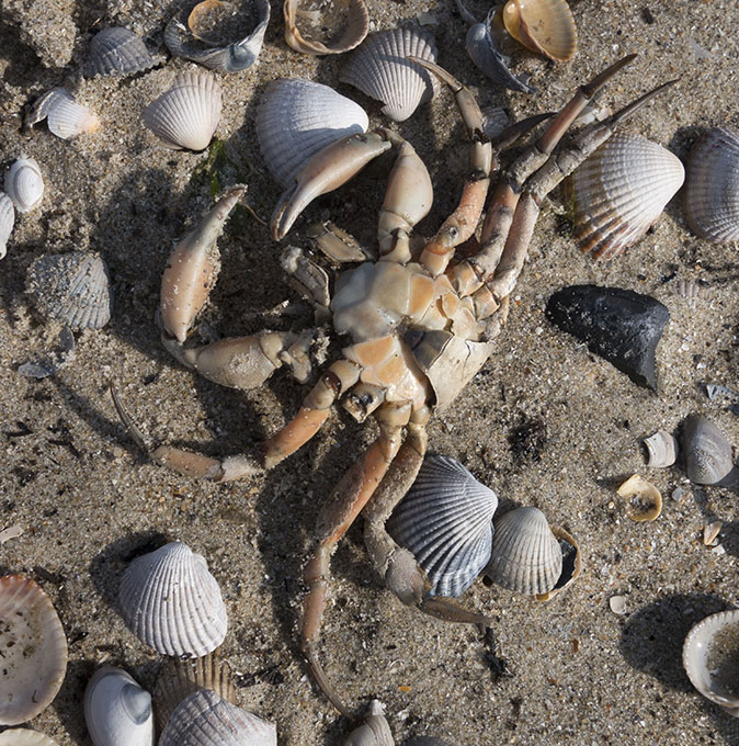 Strandkrab011015.jpg