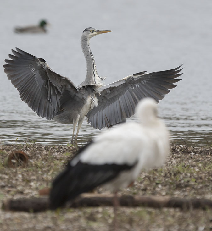 Blauwereiger091115.jpg