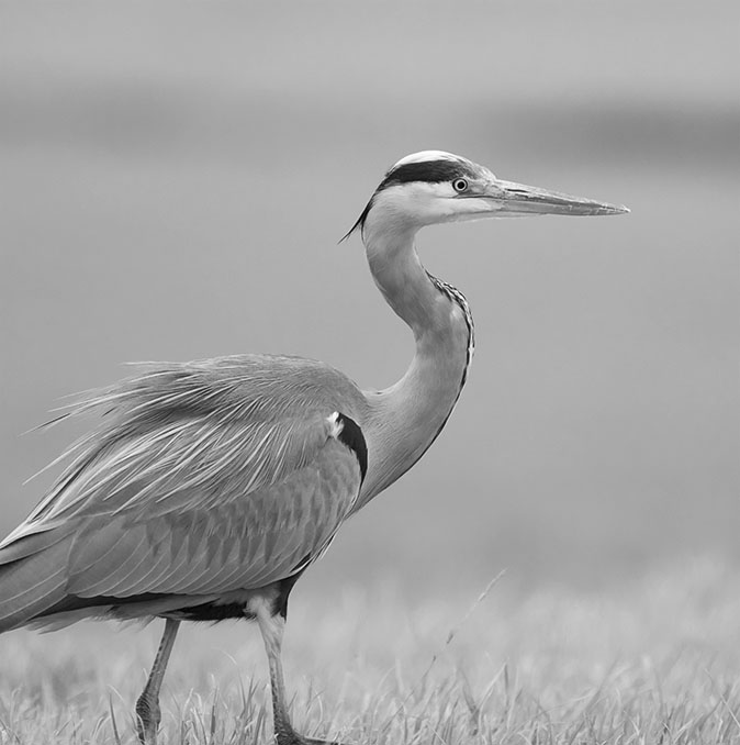 Blauwereiger021215.jpg