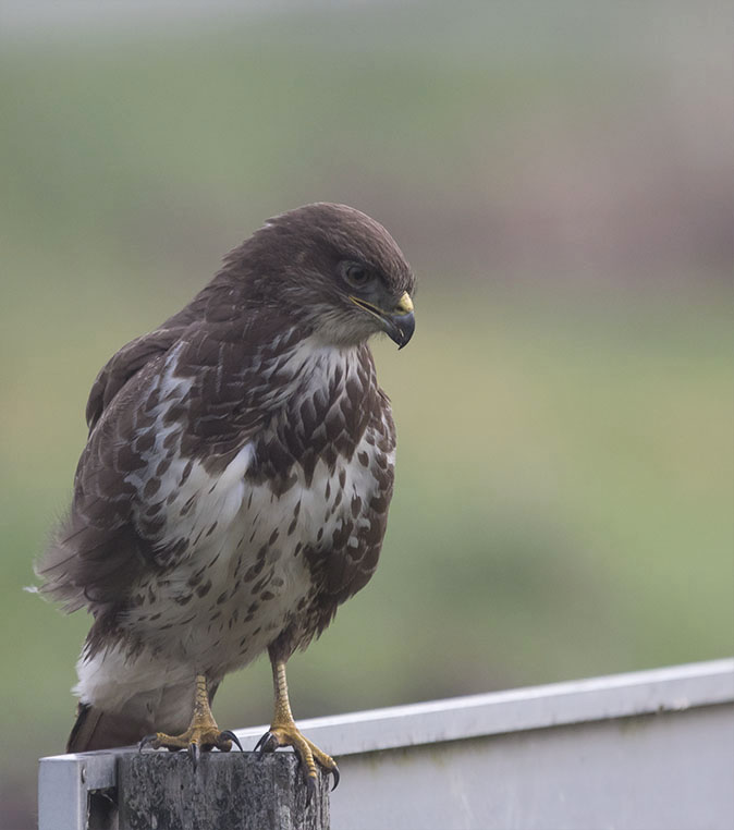 Buizerd271215.jpg