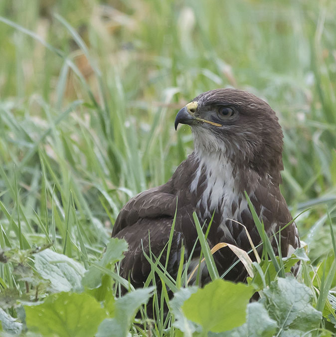 Buizerd271215A.jpg