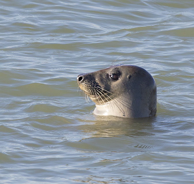 Grijzezeehond190216B.jpg