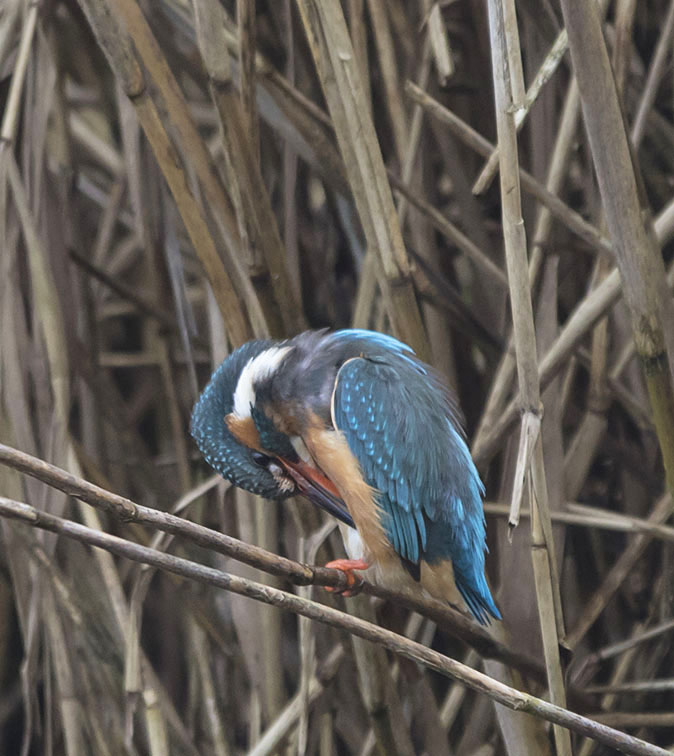 IJsvogel120216.jpg