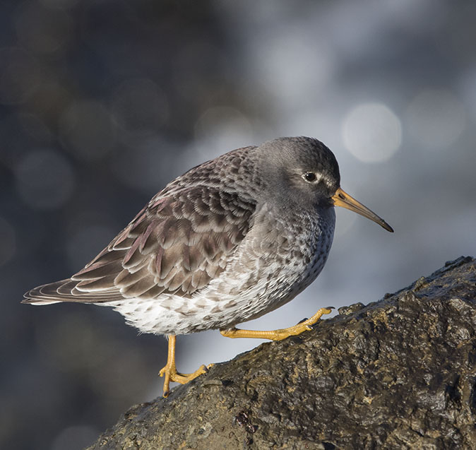 Paarsestrandloper190216.jpg