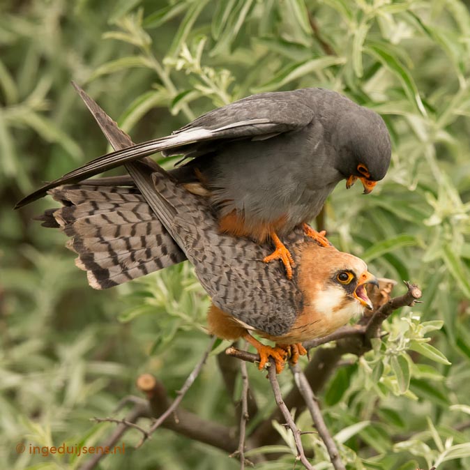 Roodpootvalken190516ID.jpg