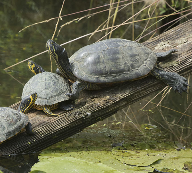 Geelwang_Geelbuikschildpadden220616.jpg